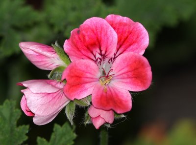 Geranium spp