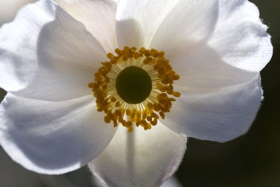 macro 36.jpg