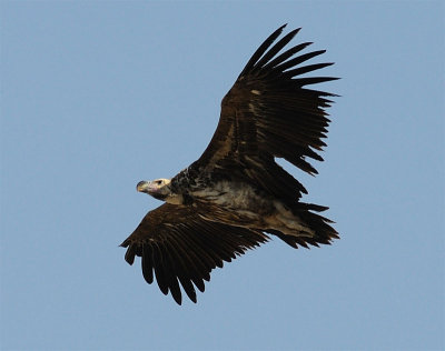 Oman 2008 - raptors