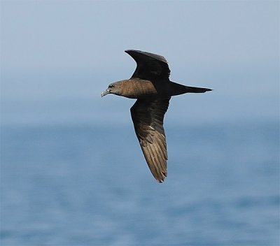 Oman 2008 - seabirds