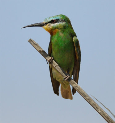 Blue-cheeked Bee-eater (Merops persicus)