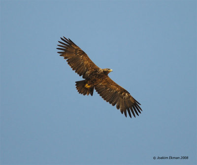 Oman 2008 - raptors