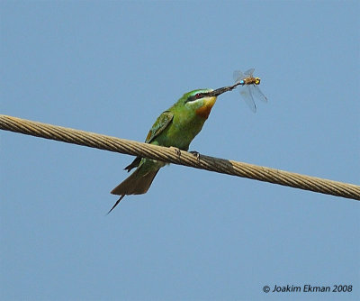 Blue-cheeked Bee-eater (Merops persicus) with dinner