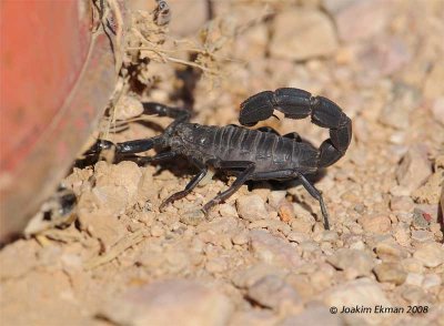 Arabian fat-tailed scorpion (black scorpion) (Androctonus crassicauda)