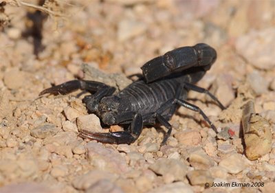 Arabian fat-tailed scorpion (black scorpion) (Androctonus crassicauda)