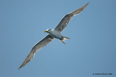 Oman 2008 - seabirds