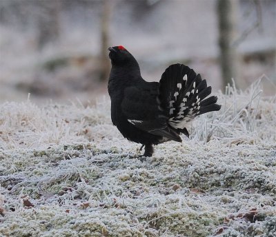 Rare birds in Sweden