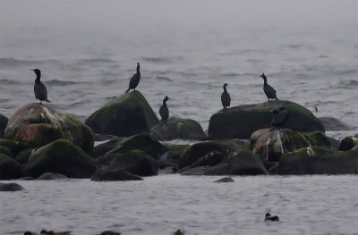 European Shag (Phalacrocorax aristotelis)