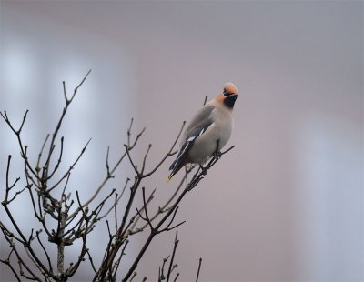 Bohemian Waxwing (Bombycilla garrulus)