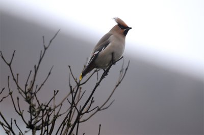 Bohemian Waxwing (Bombycilla garrulus)