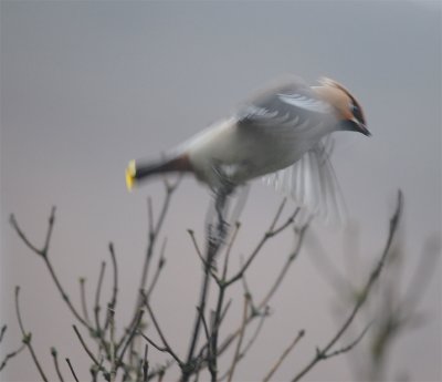 Bohemian Waxwing (Bombycilla garrulus)