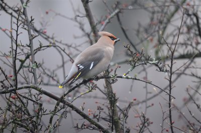 Bohemian Waxwing (Bombycilla garrulus)
