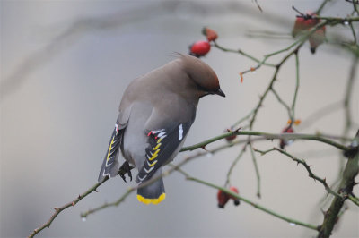 Bohemian Waxwing (Bombycilla garrulus)