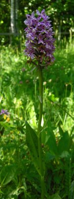 Dactylorhiza maculata ssp. fuchsii  sambucina
