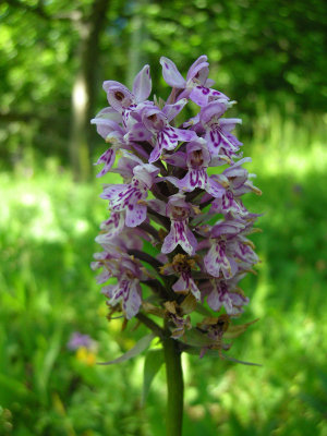 Dactylorhiza maculata ssp. fuchsii  sambucina