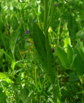 Dactylorhiza maculata ssp. fuchsii  sambucina