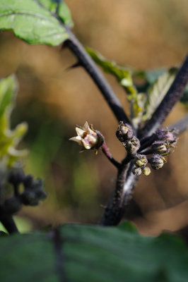 Solanum aethiopicum