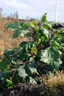 Solanum aethiopicum