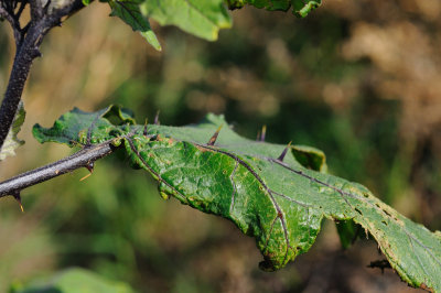 Solanum aethiopicum