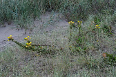 Oenothera ammophila