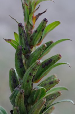 Oenothera ammophila