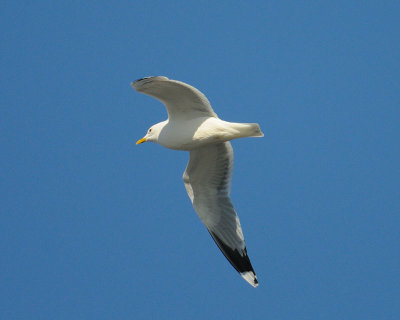 Mew Gull (Larus canus)