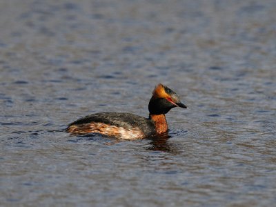Horned Grebe (Podiceps auritus)