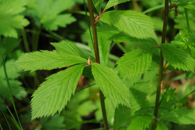 [Rosaceae] Gillenia trifoliata - gillenia