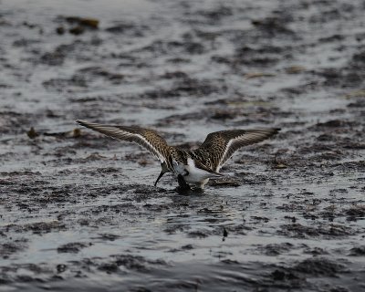 Dunlin (Calidris alpina)