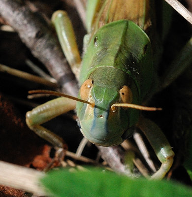 Migratory locust (Locusta migratoria)