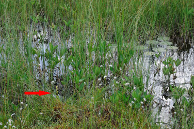 Liparis loeselii