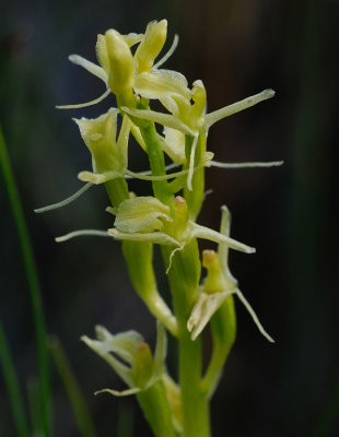 Orchids in Sweden