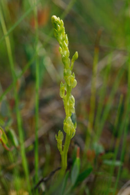 Hammarbya paludosa