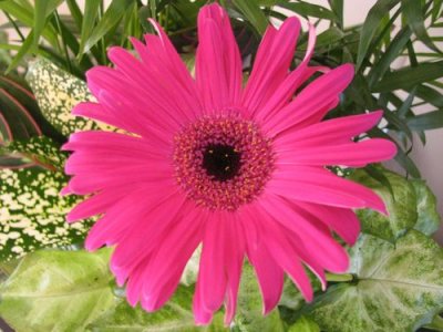 FLOWER