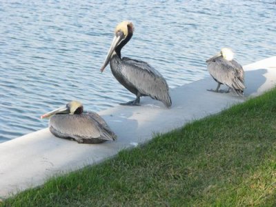 tPELICANS
