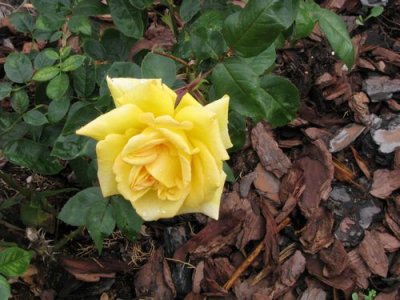 YELLOW ROSE