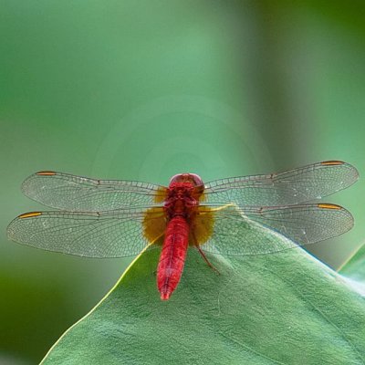 Korean Dragonfly 6766