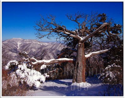 Taebaeksan (Mt.Taebaek) Provincial Park 태백산 - Korea