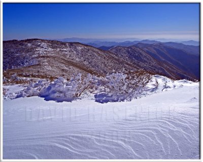 Windblown Ridge