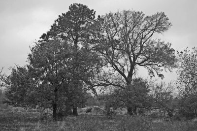 Tree 2_031509.jpg
