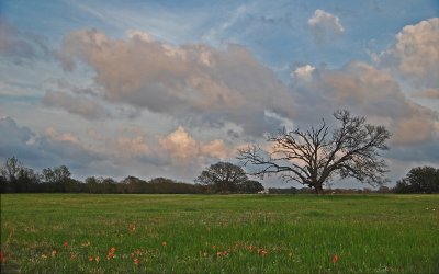DSC_0158_trees_032209.jpg