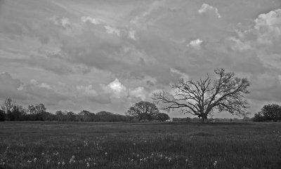 DSC_0158_trees_BW_032209.jpg