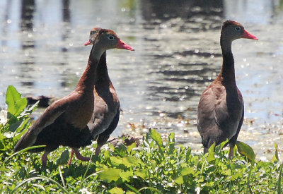 DSC_0145_crop.jpg