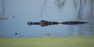 DSC_0154_gator crop.jpg
