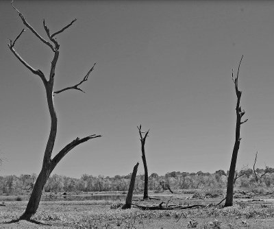 DSC_0159_3 trees BW.jpg