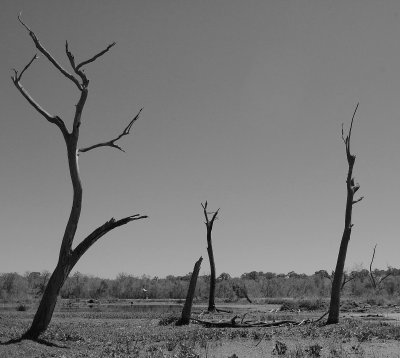 DSC_0162_3 trees Crop BW.jpg