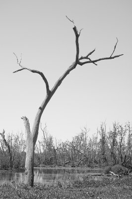 DSC_0181_tree BW.jpg