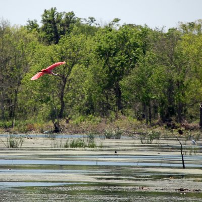 DSC_0209_spoonbill crop.jpg