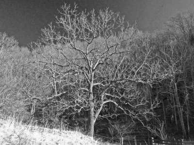 DSC_0165_BW 1.jpg