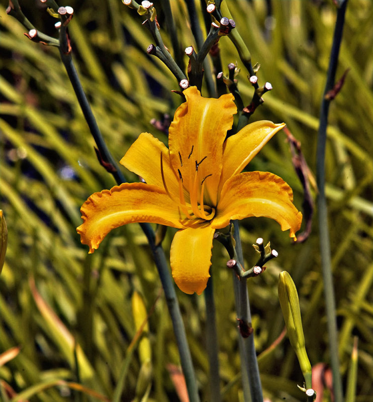 Yellow Day Lilly